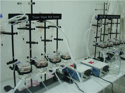 动物模型构建是生物医学研究中的一项关键技术
