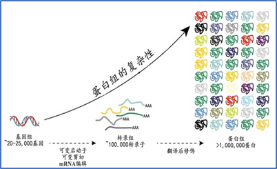 蛋白质翻译后修饰1.jpg